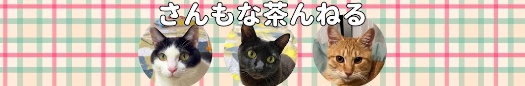 さんもな猫ちゃんねる SANMONA cat ch