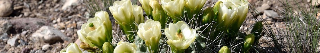 Echinocereus Online