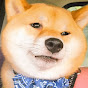 Shiba Inu Steve