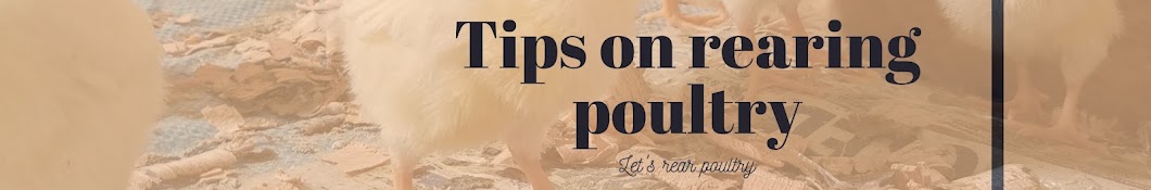 Tips on rearing poultry