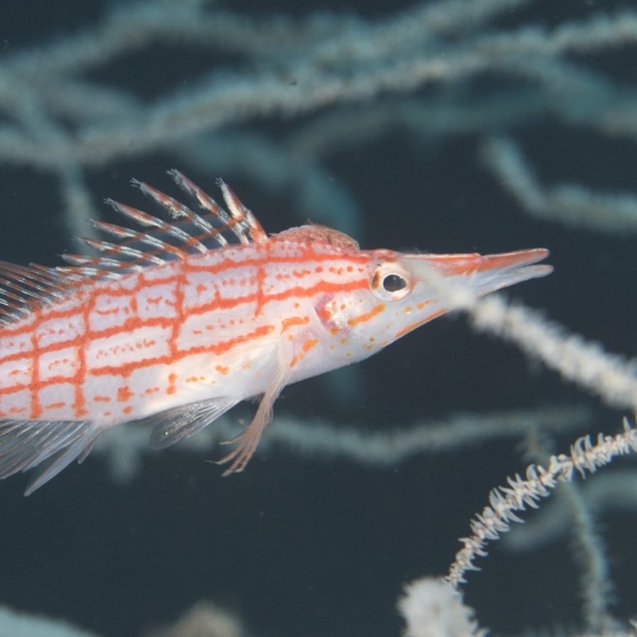 oxycirrhites typus - YouTube oxycirrhites typus