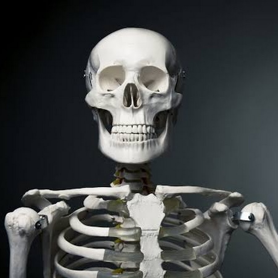 Bones they. Скелет человека в будущем. Коллекция скелет человека. Скелет человека выставка.