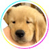 sora【therapy dog】goldenretriever 