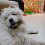 chow chow -cooper