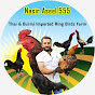 Nasir aseel 555