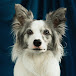 Border Collie Triplets