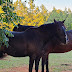 logo RH Farm Rescue and Stables