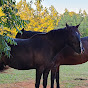 RH Farm Rescue and Stables