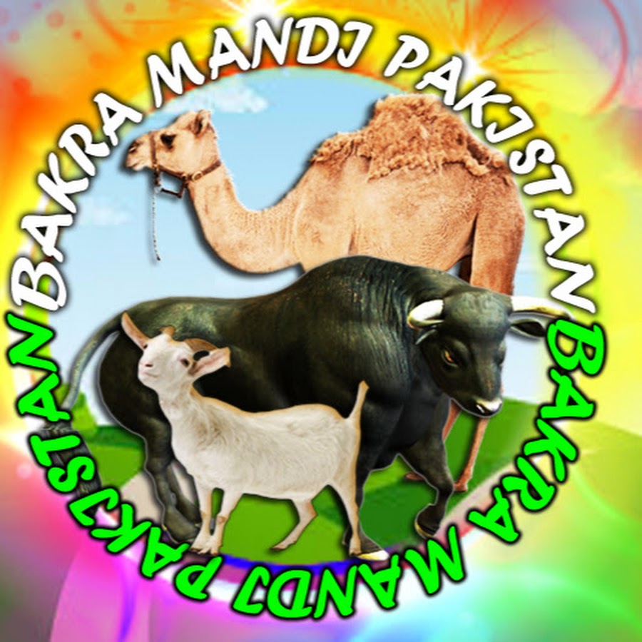 Bakra Mandi Pakistan Official @bakramandipakistanofficial