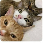 the three cats