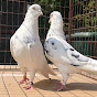 UK Performance Pigeons