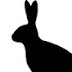 Black hare