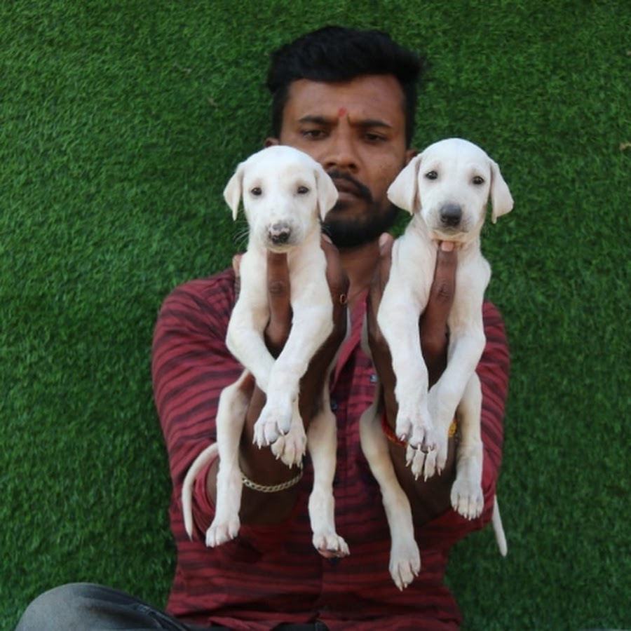 Mallu Mudhol hound pets - YouTube
