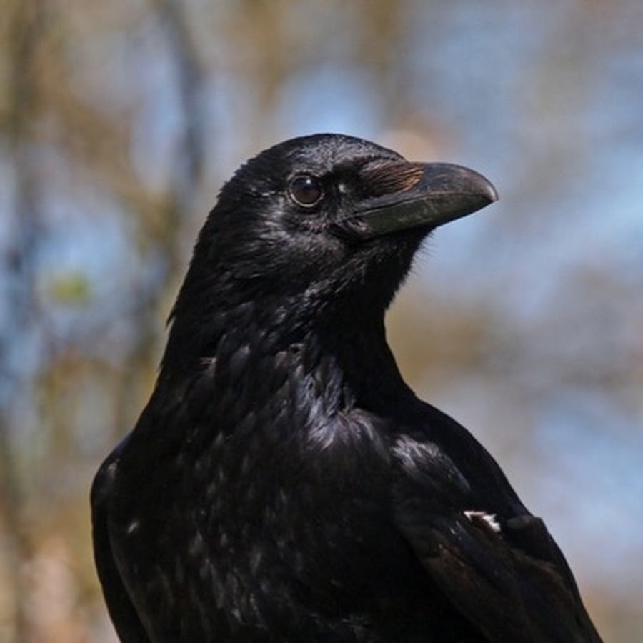 Crow sound. Ворона каркает звук. Шум Вороного. Гавайский ворон звук.