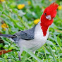 aves de pegada livre, poço branco