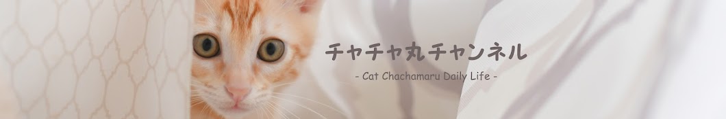 チャチャ丸チャンネル - Cat Chachamaru Daily Life -