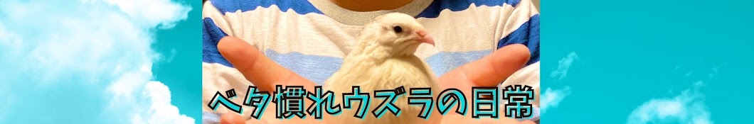 【まるいうずら】ベタ慣れうずらの日常