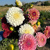 Shrubsteppe Blooms