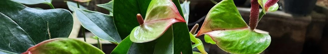 Lanka plants