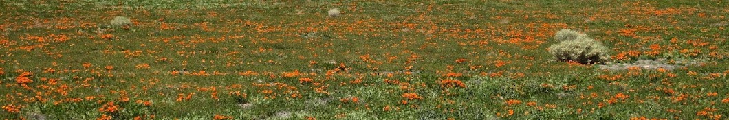 菜園と鍼灸院