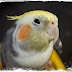 cockatiel singing