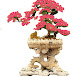 Nghệ Thuật và Bonsai