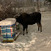 Anchorage Backyard Beekeeping