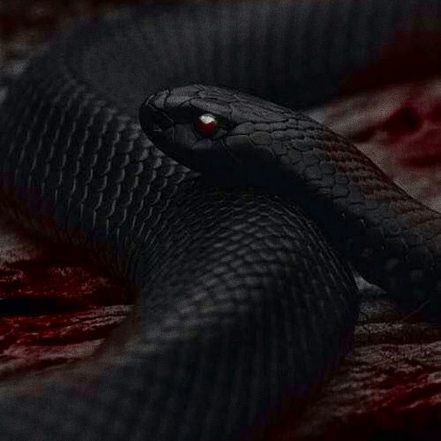 Змей черная мамба