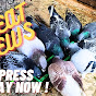 Quandon Loft racing pigeons 