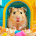 Hamster JUM