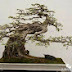 bonsai Ngê thuật