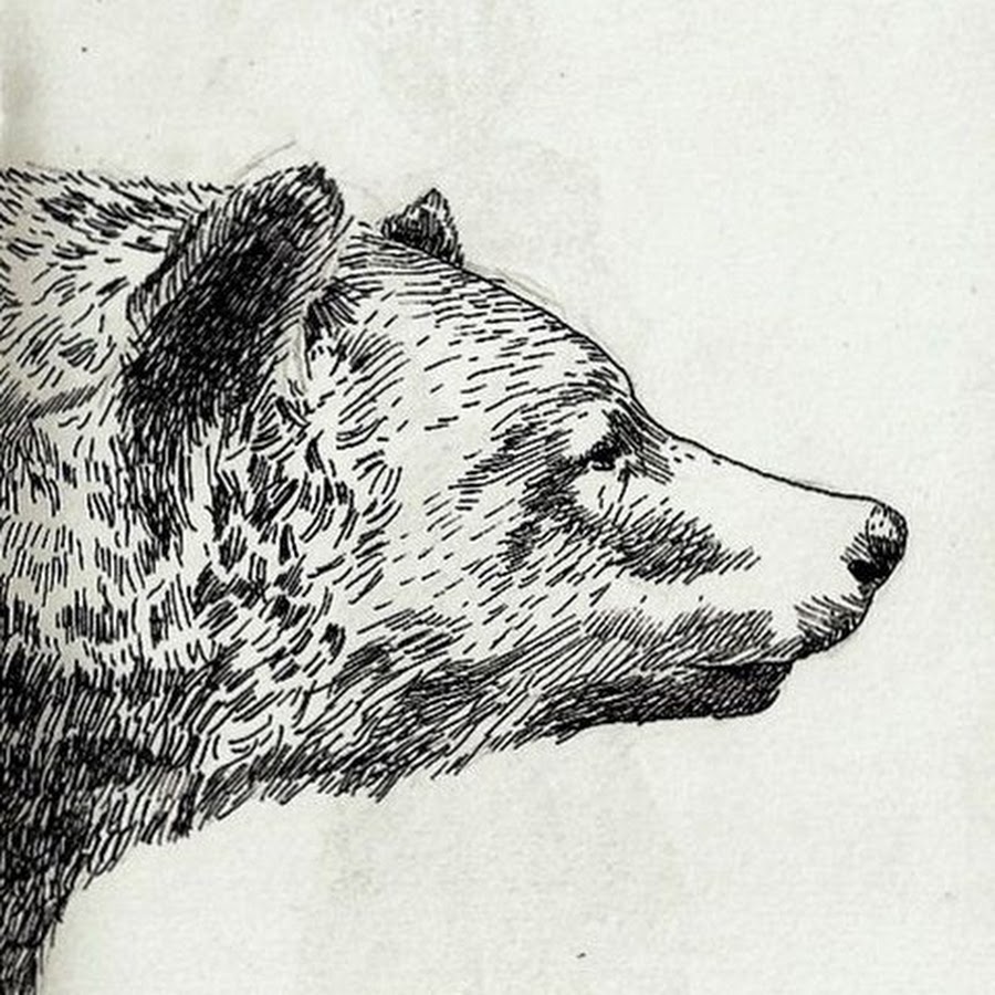 Медведь в профиль эскиз