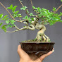 tunggak bonsai