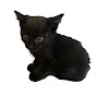 黒猫なづき　保護ネコ成長記録