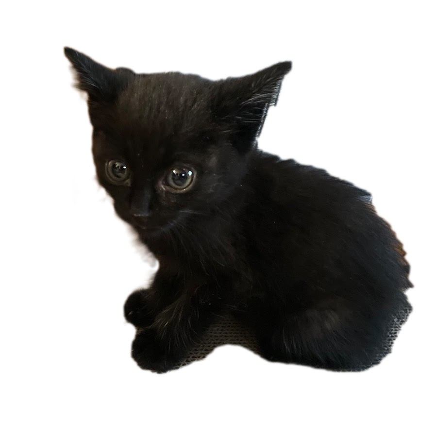 Black cat Nazuki [Japan] - YouTube