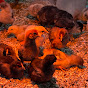 تربية الدجاج  Raising chickens