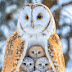 Funny Owl