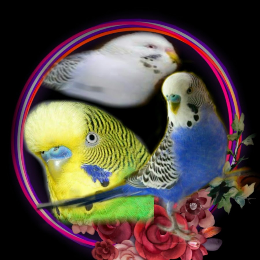My birds