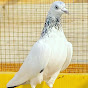 Lifestar Pigeon