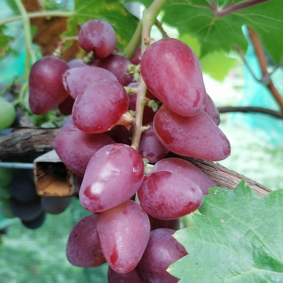 Можно кормящим виноград. Заметки Кубанского садовода.