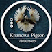 Khandwa Pigeon