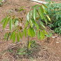 Kebun durian cipunaga