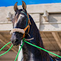 Sultan ul Ashiqeen’s Horses 