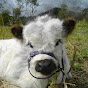 Miniature Cattle - Gold Creek White Galloway 