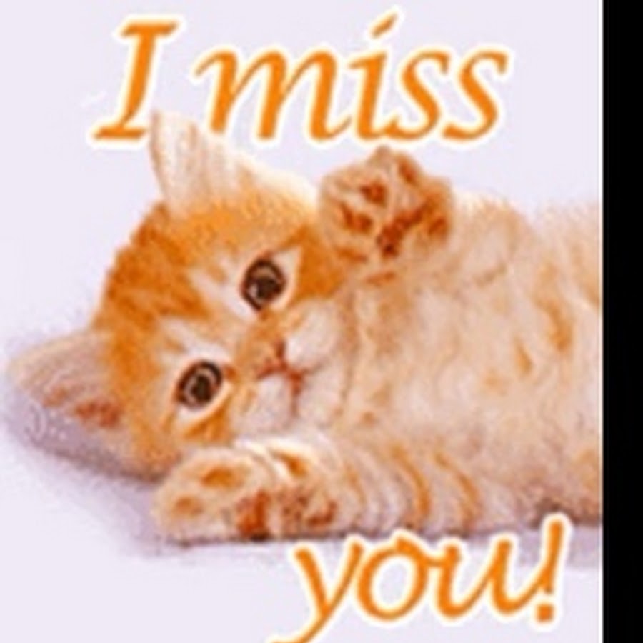 Скучающий на английском. Miss you котенок. I Miss you котики. Gif анимация Miss you. Я соскучилась по тебе на английском.