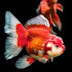 M.A TROPICAL Aquatic fish Aquarium 