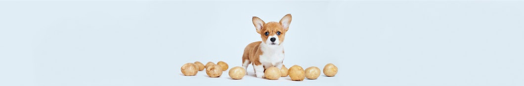 POTATO the Corgi