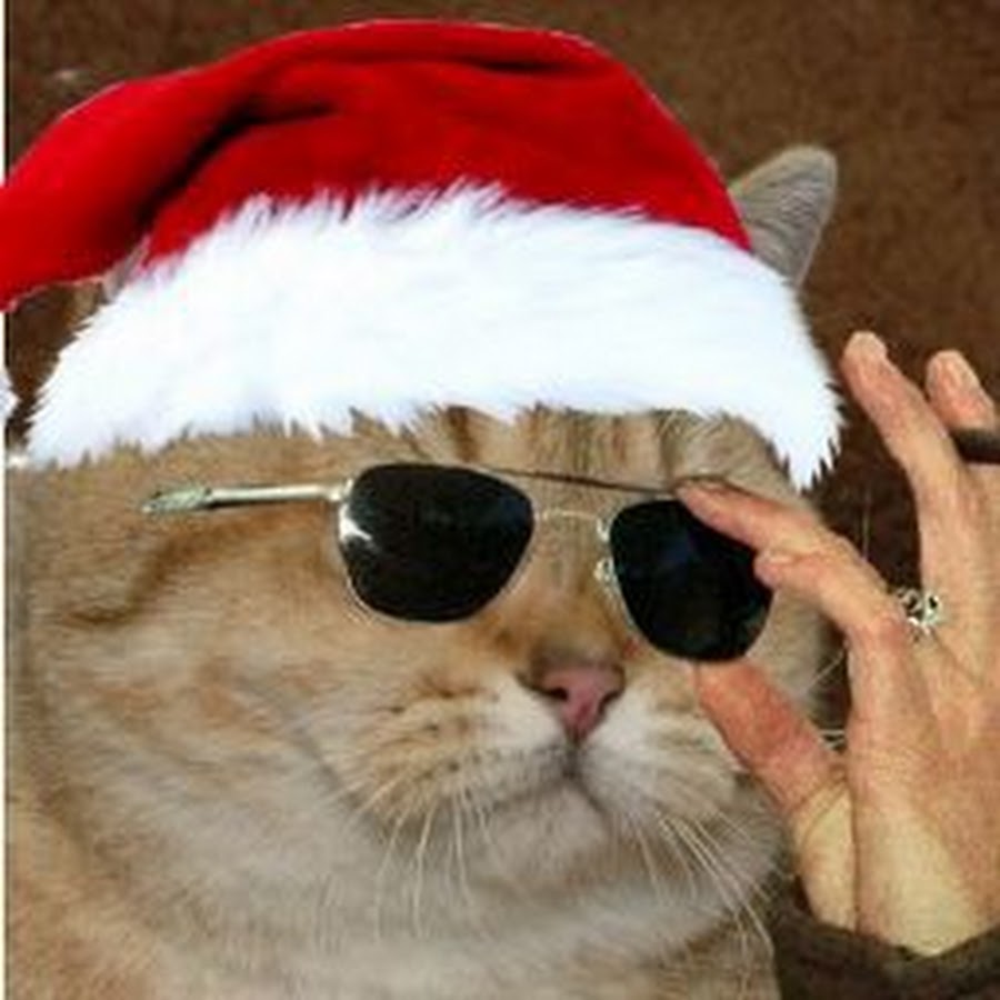 Мемовый. Новогодние аватарки. Новогодние авы для ВК. Новогодний кот с очками. Новогодний крутой котик в очках.