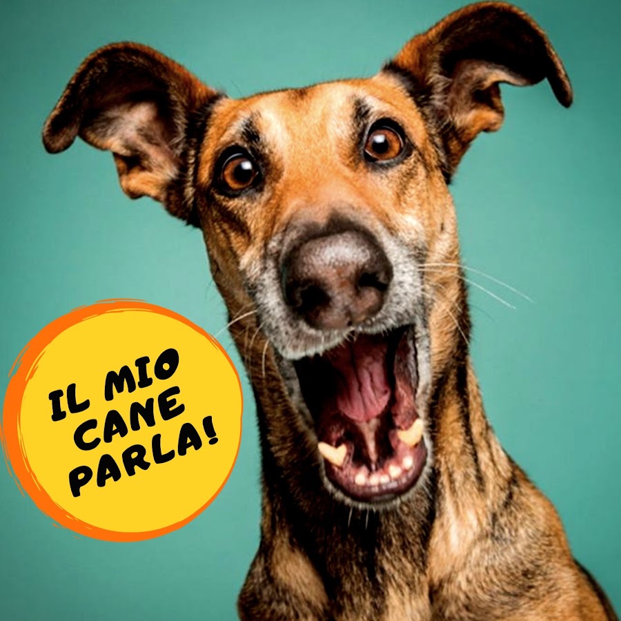 Mirko Darar @ilmiocaneparla