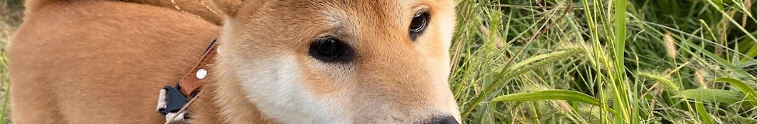 ユタマロゆうまろん yutamaro Shiba Inu Fuku - YouTube